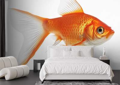 Goldfish Isolated on transparent background png file Wall mural