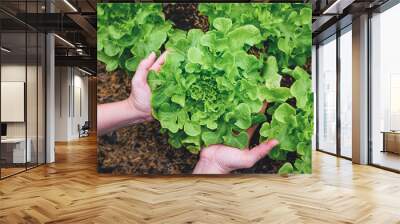 woman hands picking green lettuce in vegetable garden Wall mural