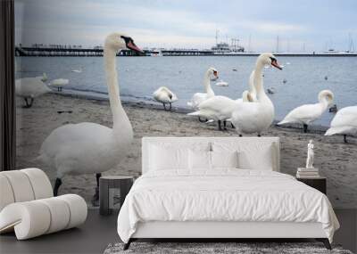 white Swan on the Baltic sea in contact with people and shows curiosity to the girl, waiting for treats Wall mural