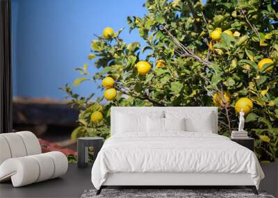 Top of the tree in Mediterranean country growing lemons. Wall mural