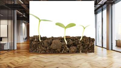 Three different growing cucumber plants close up. Roots and soil cutaway visible. Flat lay isolated on white Wall mural