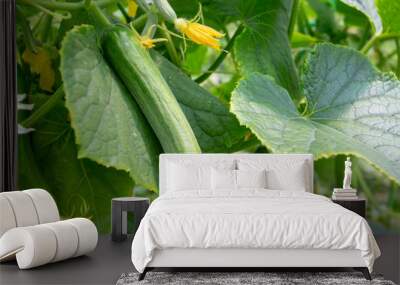 Green cucumber growing in field vegetable for harvesting. Wall mural