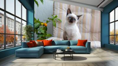 Siamese kitten Wall mural