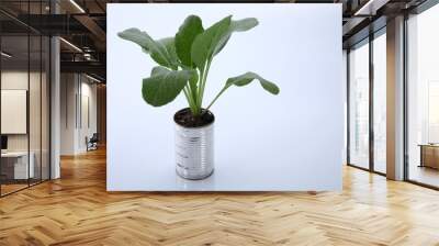 vegetable growing Wall mural