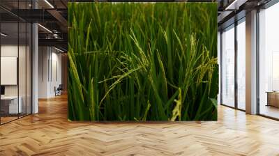 Agriculture. Harvesting time. Farm, paddy field. Rice spikes in a golden rural area. Well ripened crop. Mature harvest. Ripening field, close up, selective focus. Lush gold fields of the countryside. Wall mural