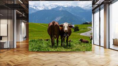 Brown mountain cows grazing on an alpine pasture in the Bernese Alps in summer. Grindelwald, Switzerland. There is a green meadow in the background and some high mountains. Wall mural