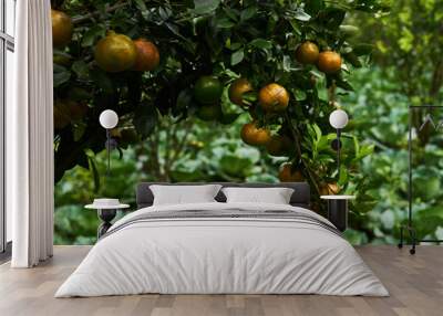 Natural food. Healthy eating, bio and organic food. Ripe juicy sweet orange mandarins on a tree in the orchard. Branch with fresh ripe tangerines and leaves. View of green garden. Selective focus. Wall mural