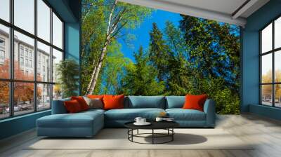 The blue sky through the green tree tops of tall big old trees in a forest. Panorama in a forest, magnificent from below view to the treetops with fresh green foliage. Wall mural