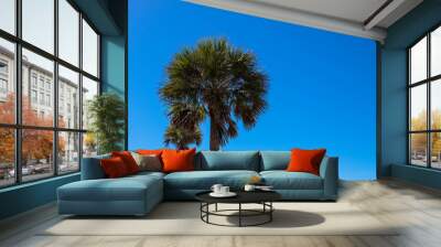 Palm trees and blue sky Wall mural