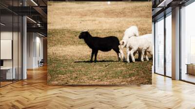 Black sheep and two white ones in a pasture Wall mural