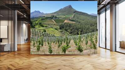 Vineyards landscape from Delaire Graff state Wall mural