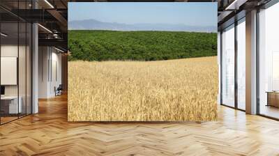 Wheat and fruit fields in California Wall mural