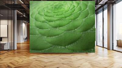 Green spiral dinner plate aeonium succulent Wall mural