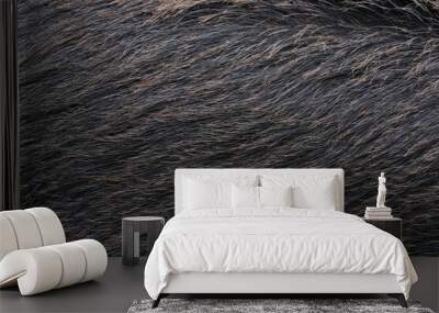 Close up on gray wild boar hair. Animal fur banner. Wall mural