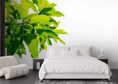 Closeup leaves of mango tree on white background. Wall mural