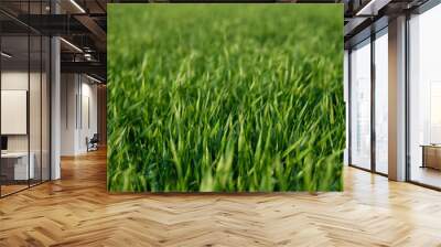 Green grass Wall mural