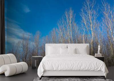 Cottonwoods At an Angle Wall mural