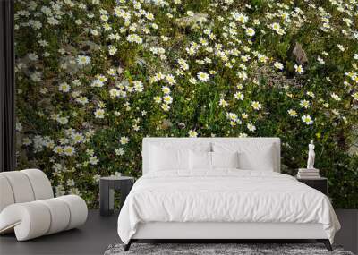 Spring flower daisy Wall mural