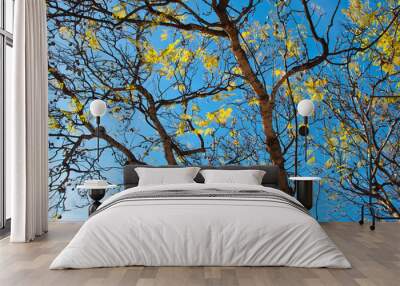 Nature background sky and tree branch. Wall mural