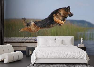 Happy wet long-haired black and tan German Shepherd dog jumping outdoors into water from a wooden pontoon in hot summer Wall mural