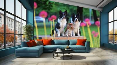 Obedient Blenheim Cavalier King Charles Spaniel dog posing outdoors with two black and white Border Collie dogs sitting on a brown wooden bench behind purple Allium flowers in a city park in summer Wall mural