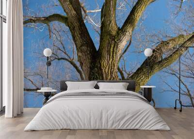 center placed bare tree and blue sky Wall mural