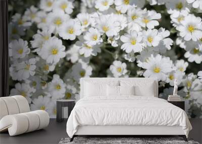 Gypsophila repens or creeping baby's breath in the sun Wall mural