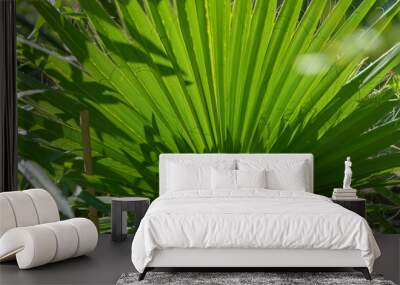 palm tree leaf Wall mural