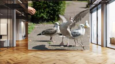 Hand feeding European herring gulls (Larus argentatus) in a park Wall mural