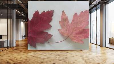 two leaves in a nylon bag Wall mural