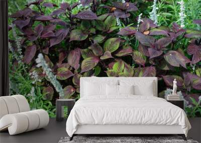 variegated purple coleus plants and salvia flower spikes in summer Wall mural