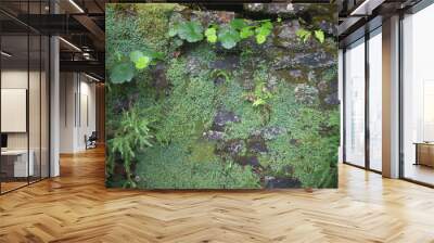 Vertical garden natural texture of rock surface overgrown with moss and green plants Wall mural