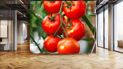 Heirloom red ripe tomato organic farming Wall mural