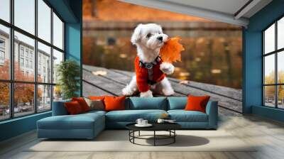 Small cute maltese puppy outdoor portrait Wall mural