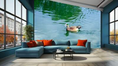 Brightly colored male American Wigeon duck with a green eye patch and a white crown swimming in a quiet lake Wall mural