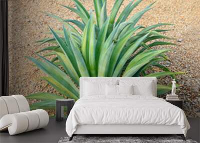 Desert style xeriscaping with Agave succulent plant often found along city streets American Southwest Wall mural