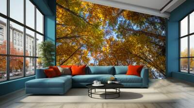 Autumn colorful trees. Warm autumn sun shining through golden tree tops with beautiful bright blue sky. Fall natural landscape. Beautiful fall season concept copy space. Tree top shot from below. Wall mural