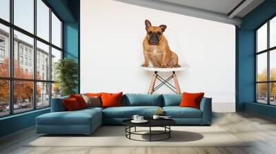 cute brown french bulldog sitting on a chair at home and looking at the camera. Funny and playful expression. Pets indoors and lifestyle Wall mural