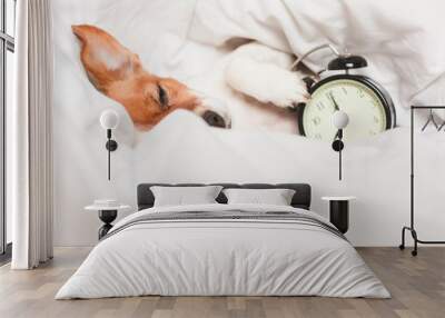 cute dog lying on bed with an alarm clock set on 8 am. morning and wake up concept Wall mural