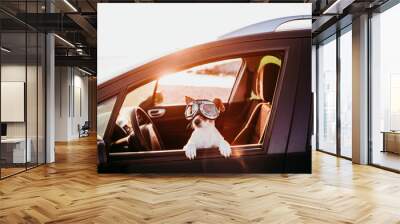 cute dog traveling in a car wearing vintage goggles at sunset Wall mural