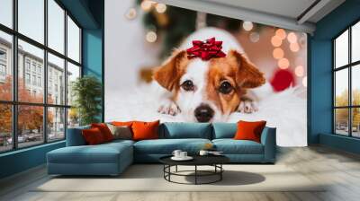 cute jack russell dog at home by the christmas tree Wall mural