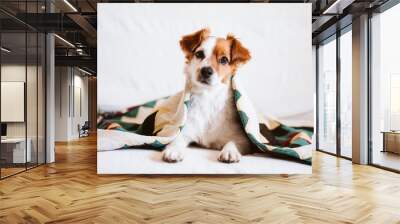 cute jack russell dog covered with ethnic blanket sitting on the couch at home. Lifestyle indoors Wall mural