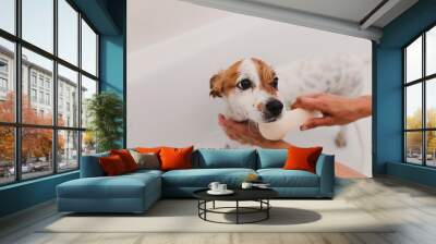 cute lovely small dog wet in bathtub. Young woman owner getting her dog clean at home. white background Wall mural