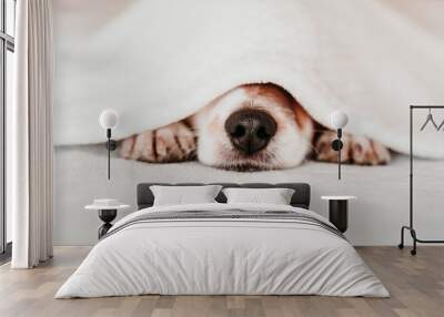 cute small jack russell dog resting on bed on a sunny day covered with a blanket Wall mural