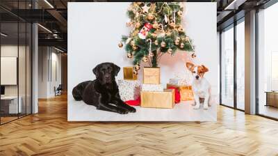 two dogs at home by the christmas tree, cute jack russell dog and black labrador. Brothers Wall mural