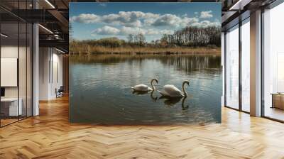 Two white swans water scene. Beautiful wild swans swim in the lake. Swans on the water in spring day. Spring sunny day water reflection. Swan in wild nature.Elegant white bird. Wall mural