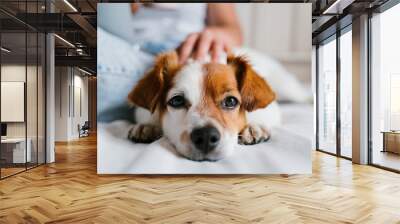 young caucasian woman on bed working on laptop. Cute small dog lying besides. Love for animals and technology concept. Lifestyle indoors Wall mural