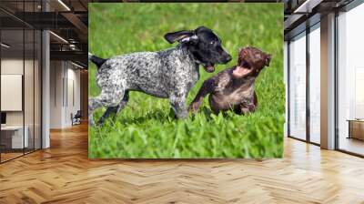 german shorthaired pointer, kurtshaar two spotted little puppy, black and brown in a white spot, playing on the grass together, funny muzzles, sunny day, bright photo Wall mural