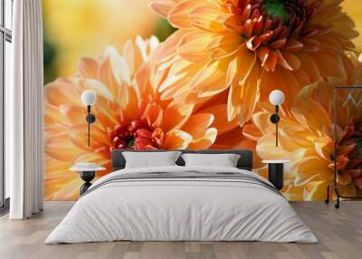 variety  of chrysanthemum kids stuff asteraceae plant, three large orange flowers in parts, the core is red, sunny autumn day, close-up, lit by sunlight, Wall mural