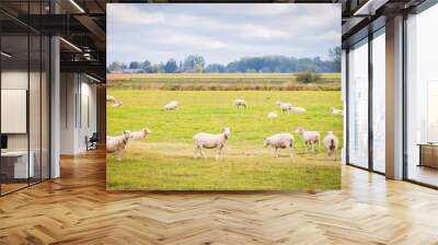 White  freshly shaved sheeps are walking around in the green farm site i Lithuania countryside. Farming and domestic sheeps in ES.2020 Wall mural